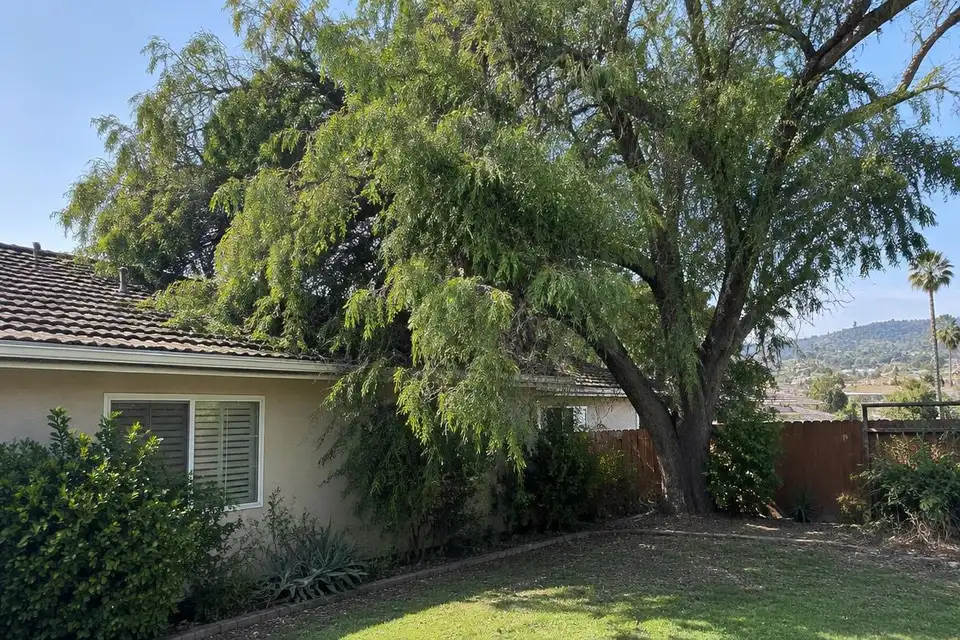 Before: an overgrown tree pressing onto a house roof (placeholder image)