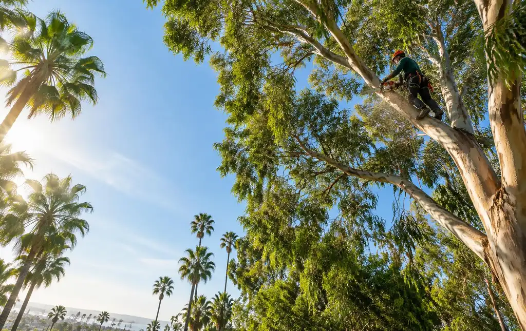 greenline arborist in a harness trimming a tall eucalyptus among San Diego palms